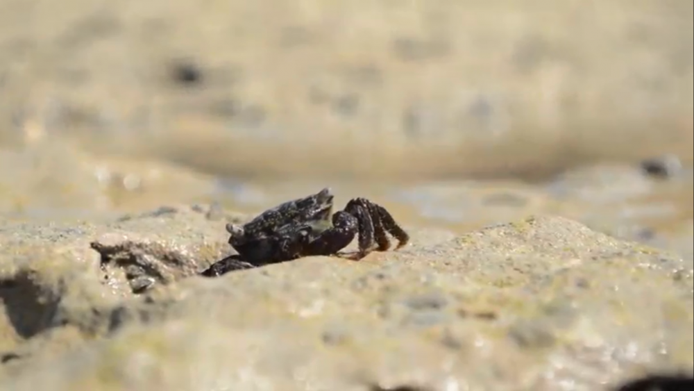 تدوین مستند