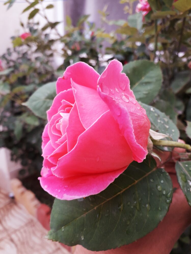 وحدت مداینی