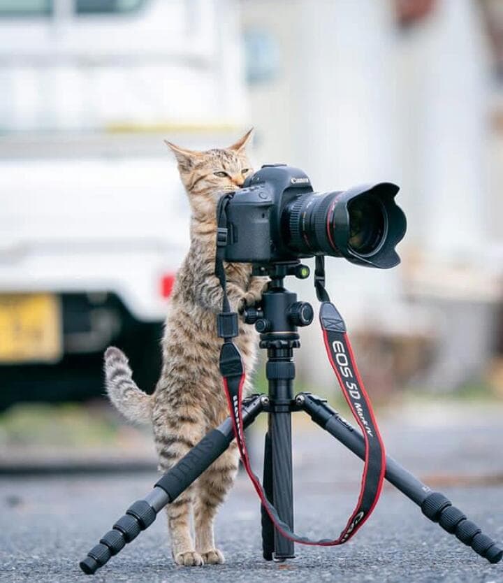 محمد جواد ناصری