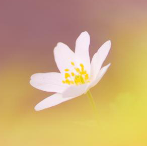 حسین رنگانی