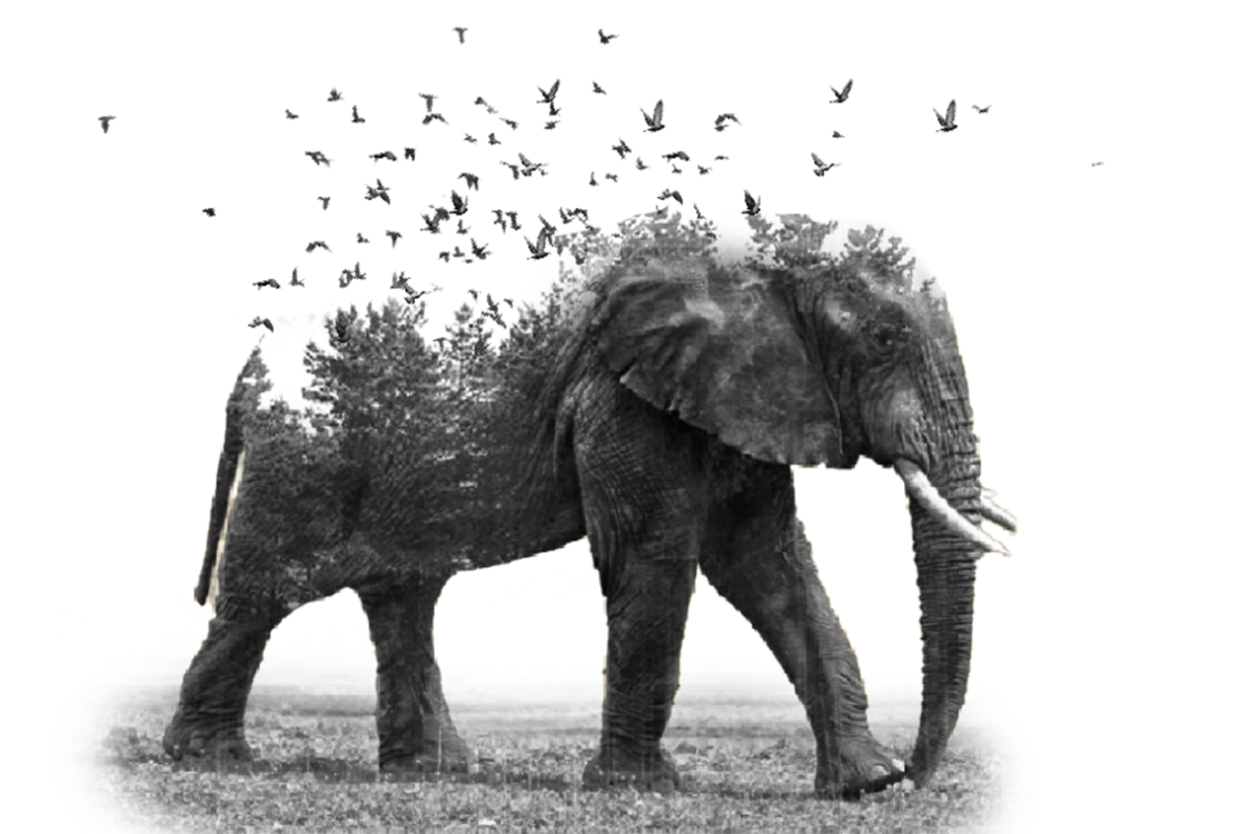 امیر علی حسین شهری