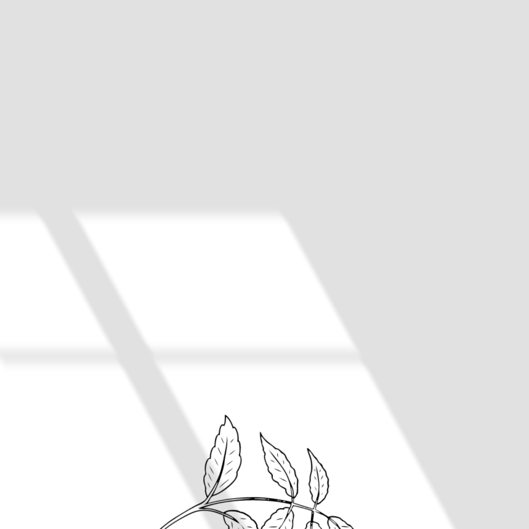 شقایق احمدی