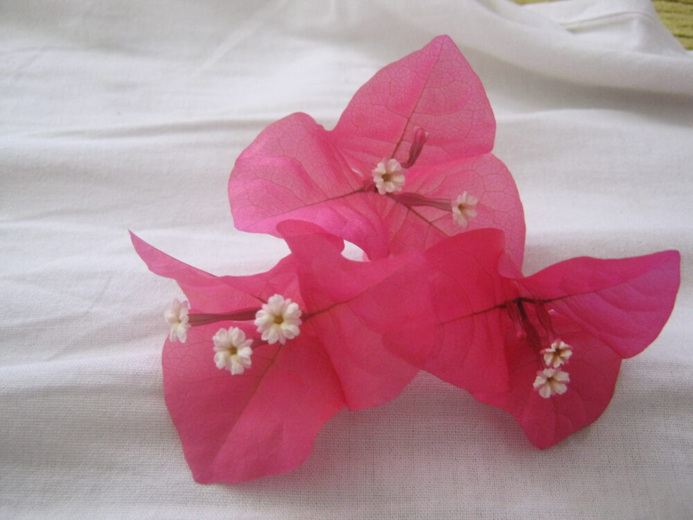 پرنیان مهصومی