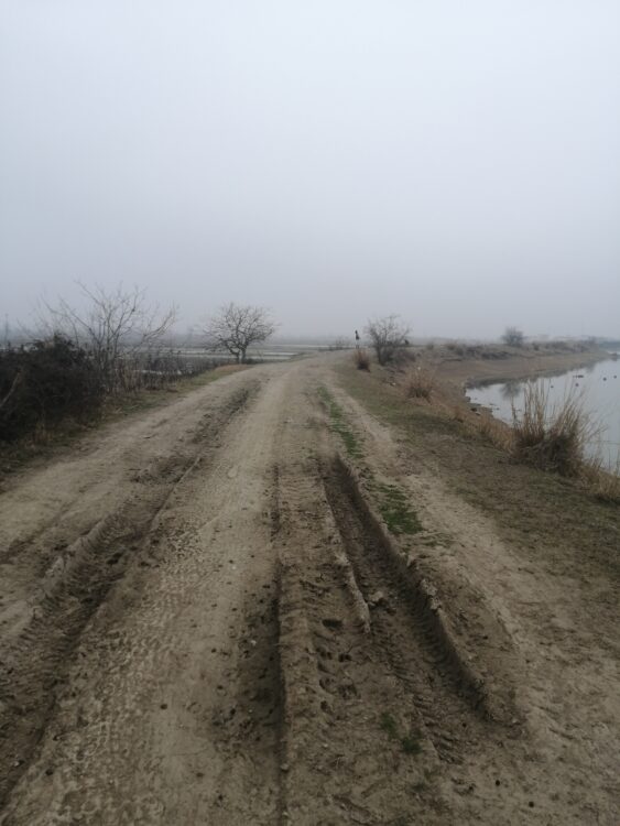 شهرزاد محمدی