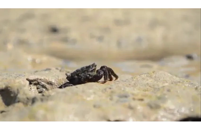 تدوین مستند