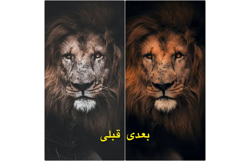 عکس شیر