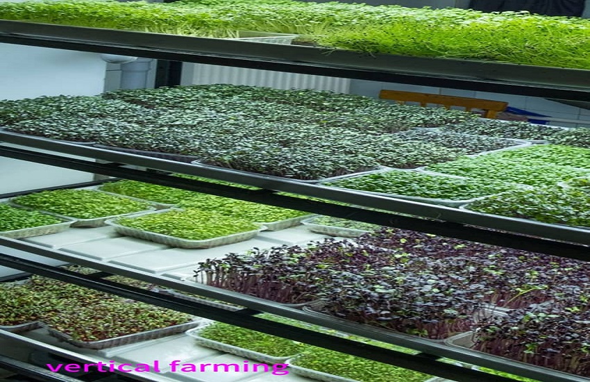 مزایا و معایب کشاورزی عمودی در دنیای کشاورزی 