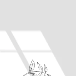 شقایق احمدی