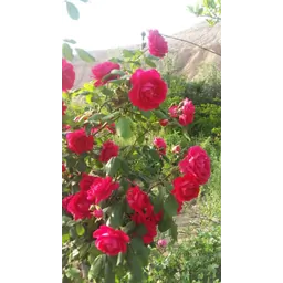 سپیده فرهمند