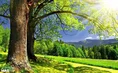 یونس حبیب لی