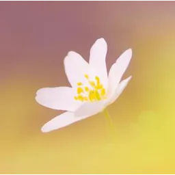 حسین رنگانی