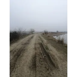 شهرزاد محمدی