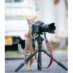 محمد جواد ناصری