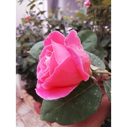 وحدت مداینی